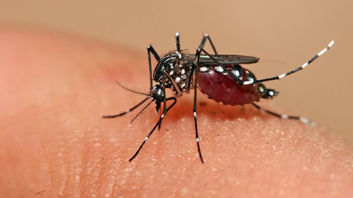 1, 2, 3 y evite el Dengue