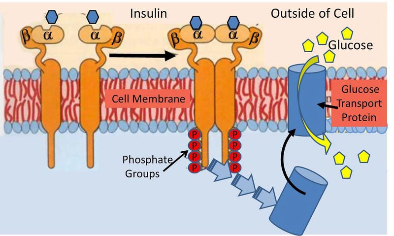 Revertir la Diabetes es posible