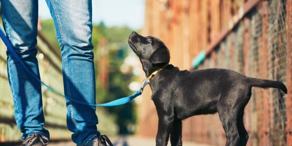 ¿Qué cuidados debo tener con mi mascota sin vacunas?