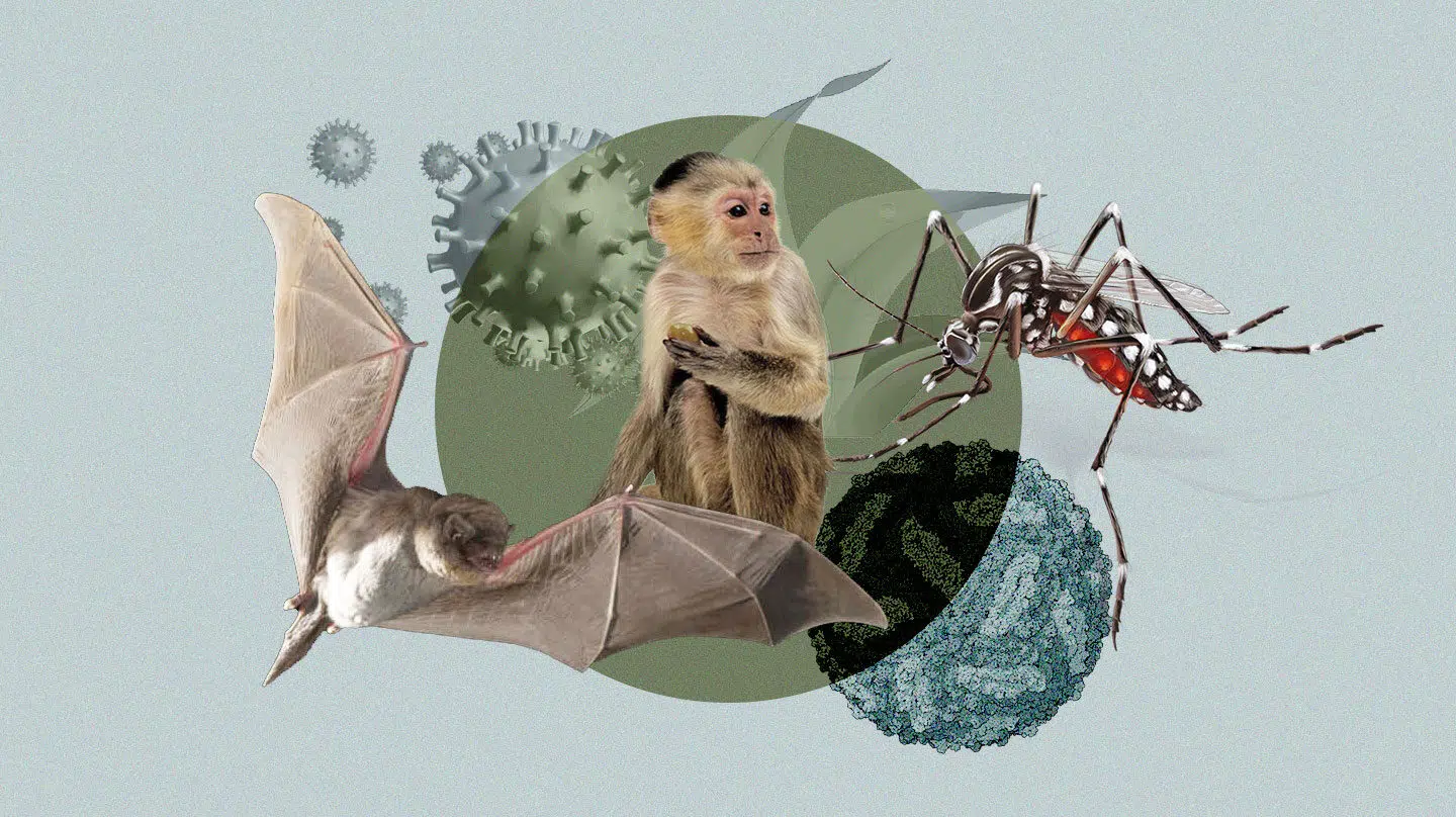 Cómo evitar que los animales le transmitan enfermedades